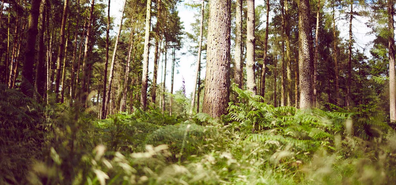 View through the trees in the forest