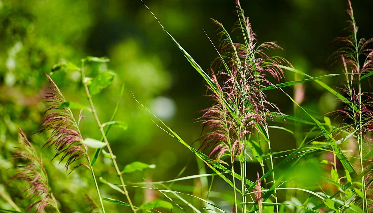 A close up of plants in the forest 