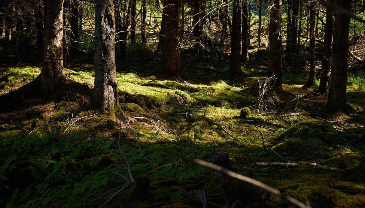 Image of forest floor and tree trunks