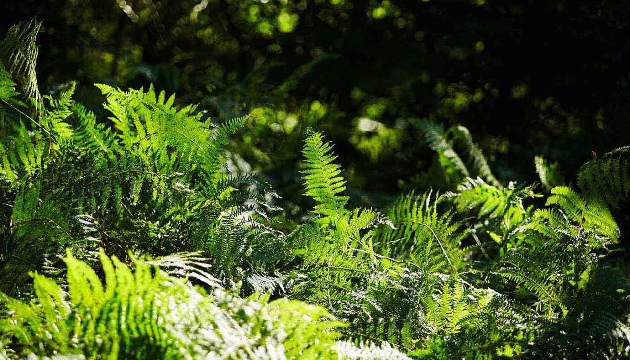 Forest foliage 