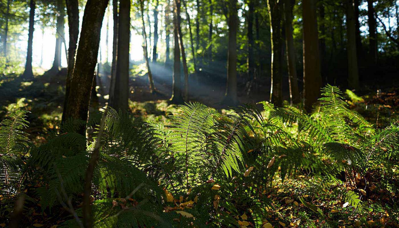 Forest foliage with trees in the distance and sun shining through them