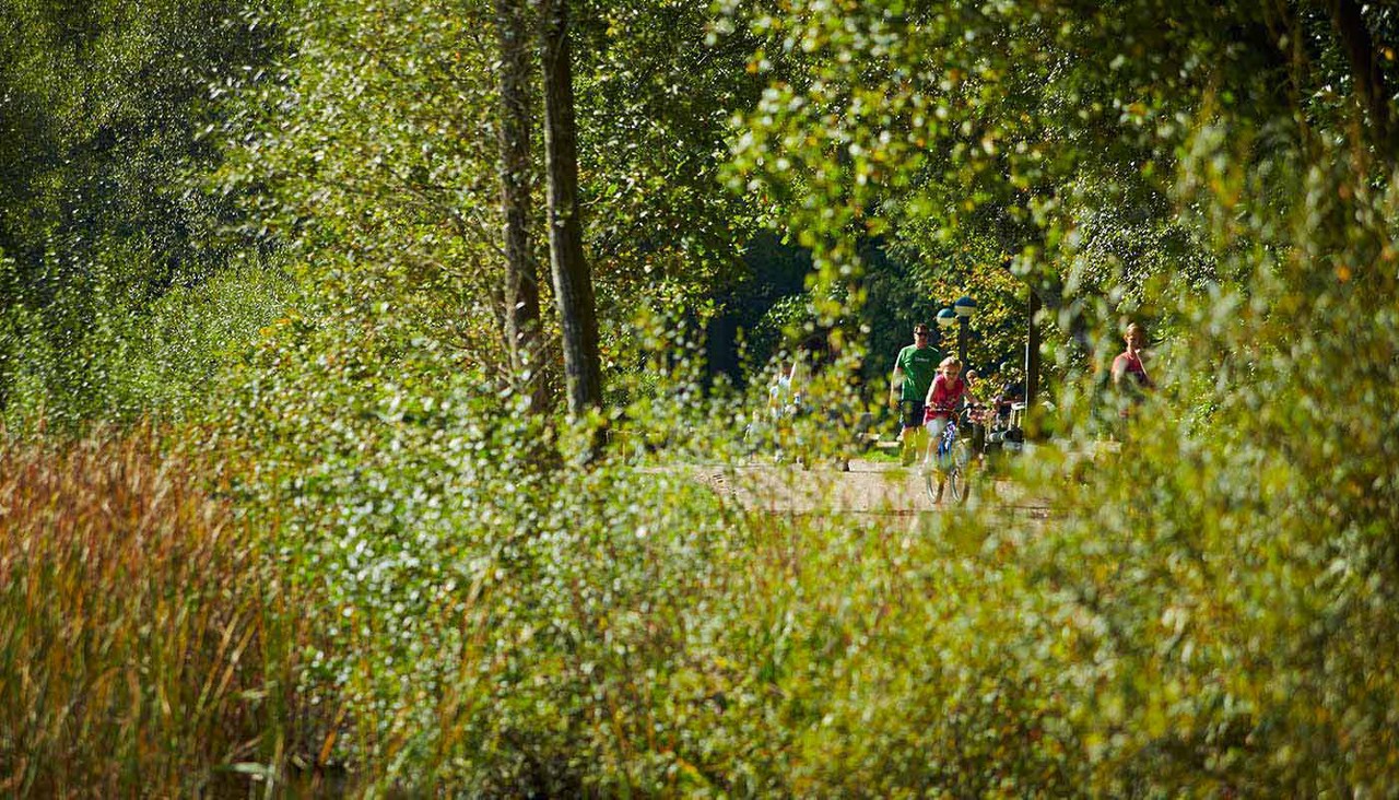 Forest foliage with family in the distance riding bikes