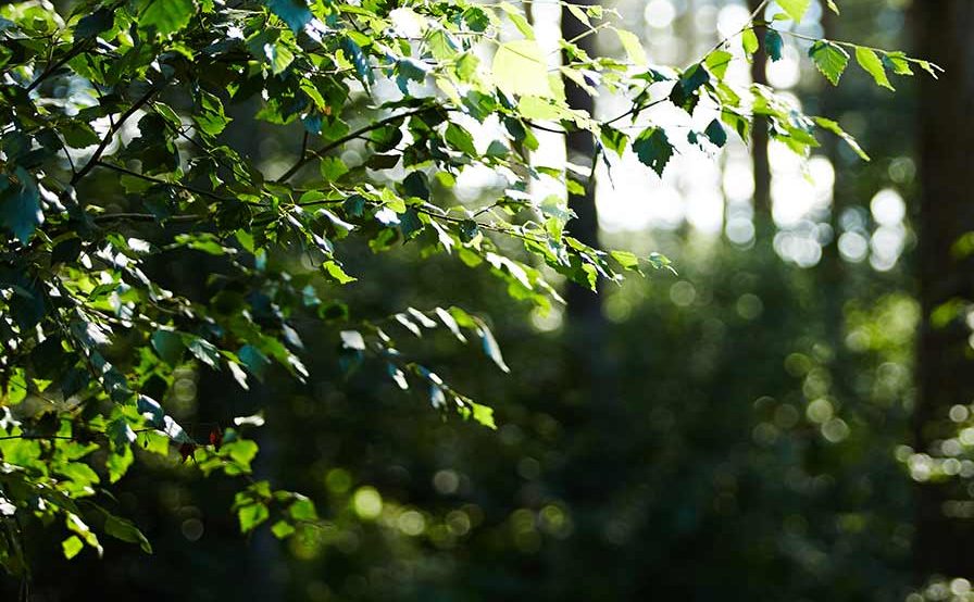 Sun shines through the trees and onto leaves in the forest