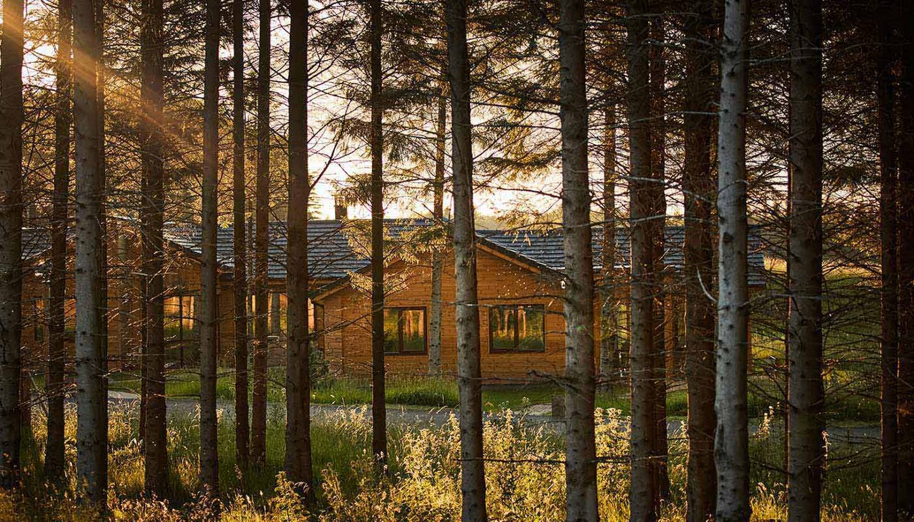 Forest image with lodges in the distance