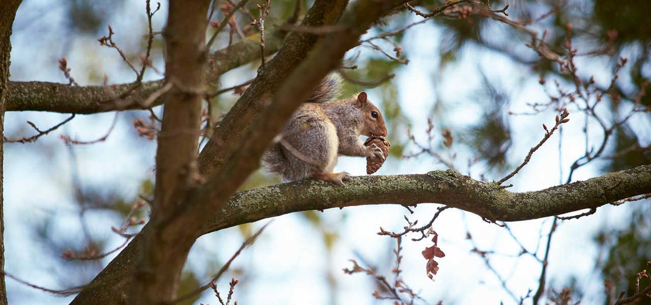 Red squirrel in a tree holding a pinecone