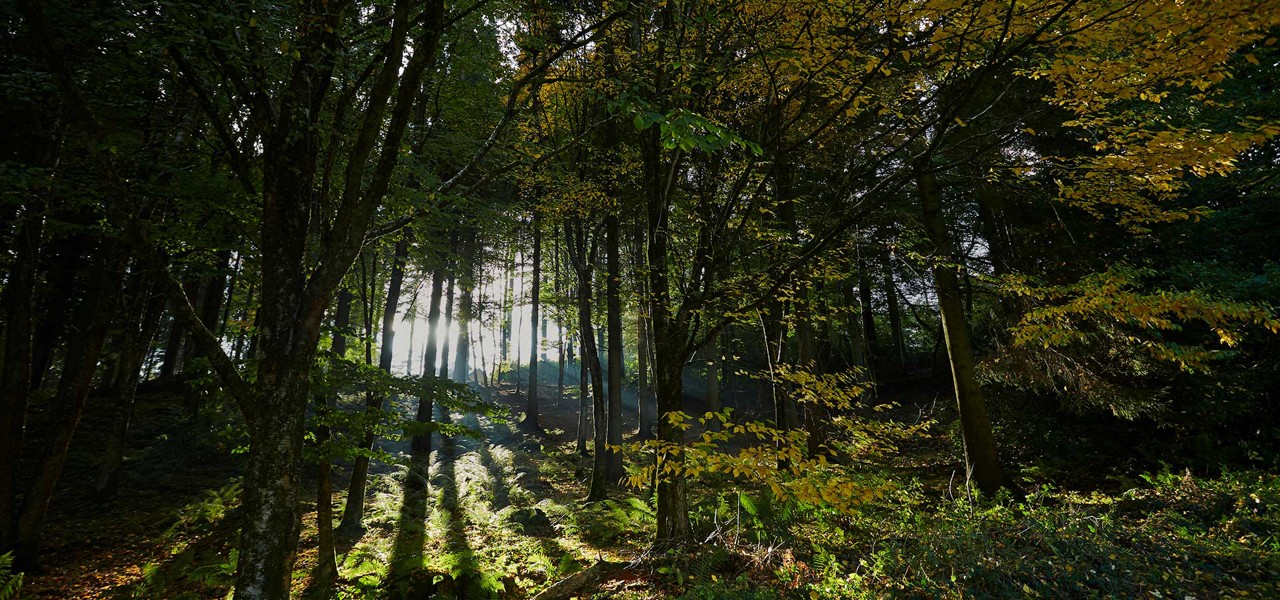 Sunbeams stream between tall trees, casting long shadows across a mossy, leaf-strewn forest floor amid dense woodland, with patches of yellow foliage suggesting early autumn.