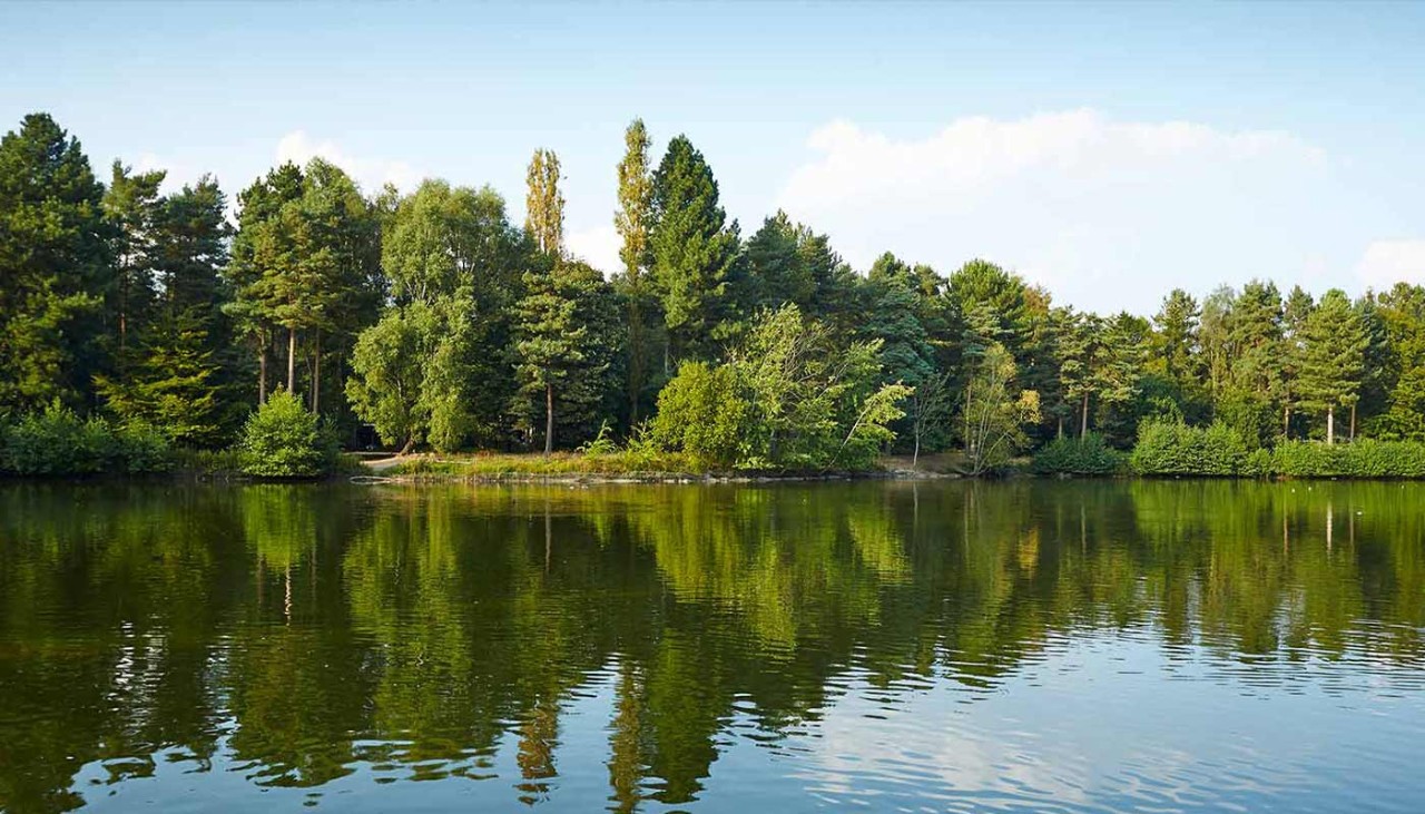 Elveden Forest woodland overlooking lake