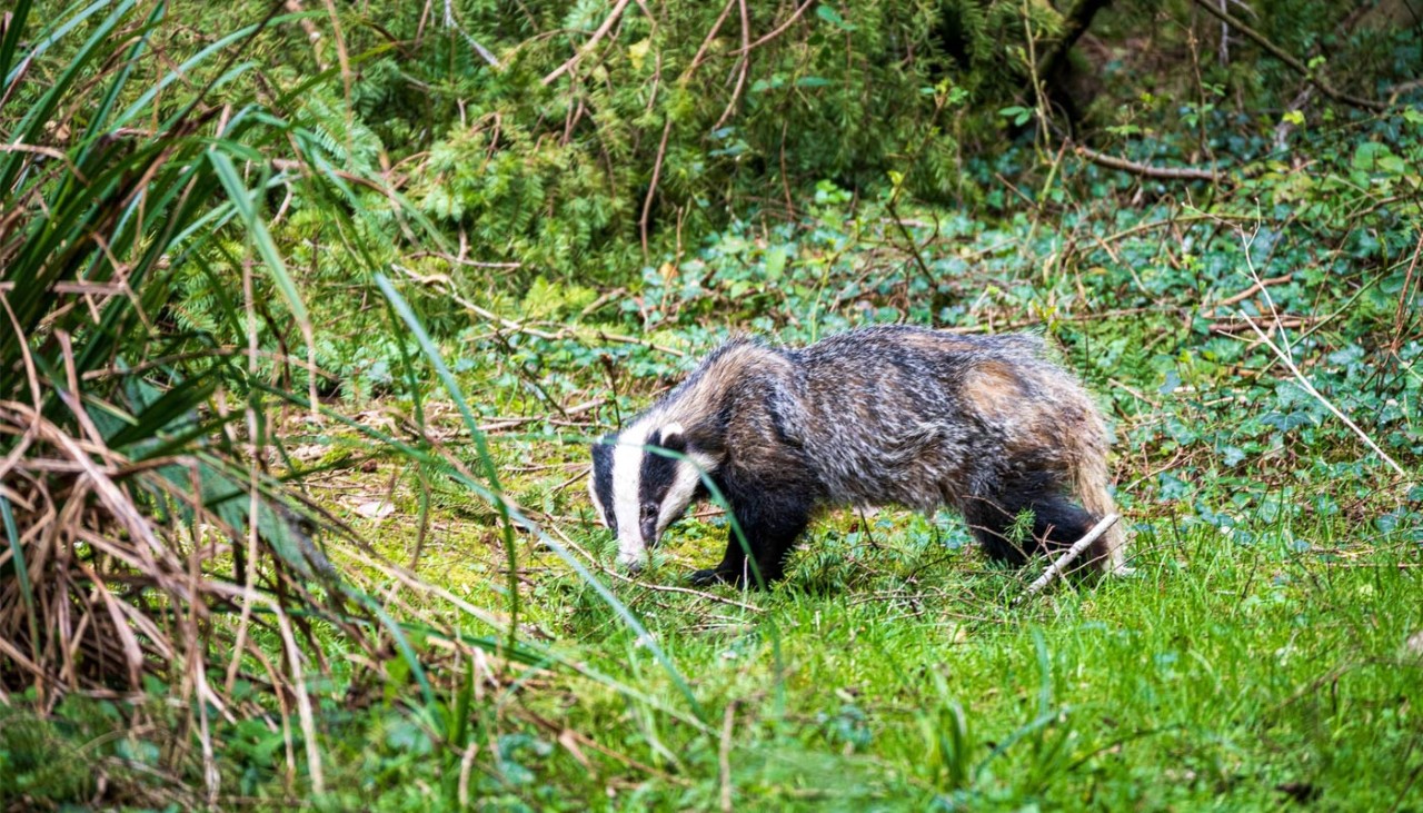 Badger roaming through the woodland