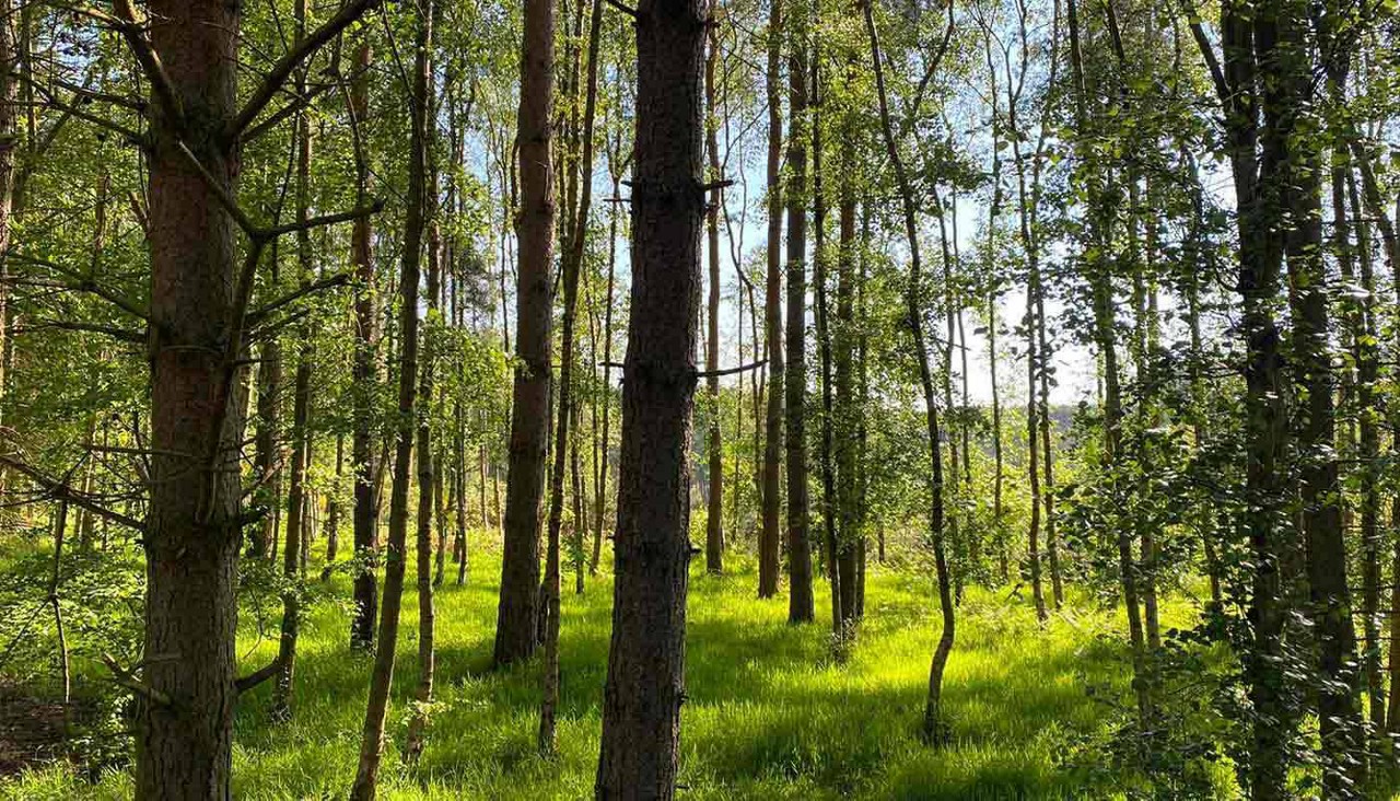 Mature trees and woodland