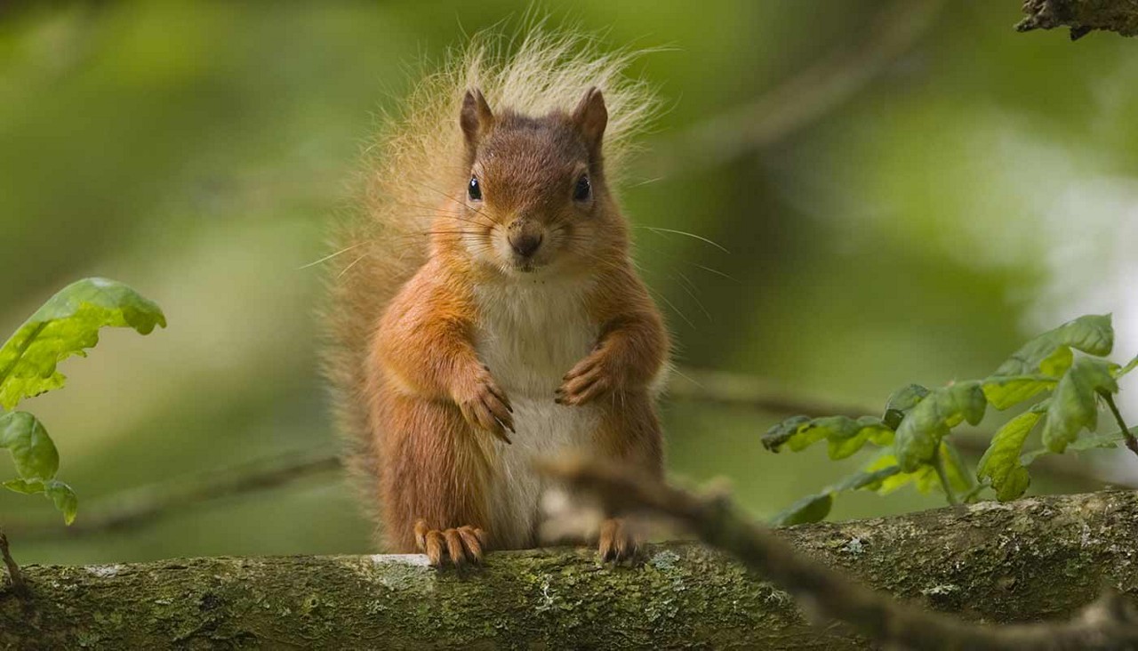 Red squirrel sat in a tree