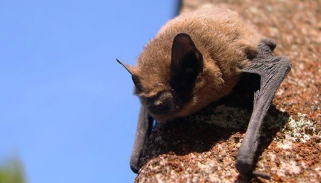 A bat on a tree trunk