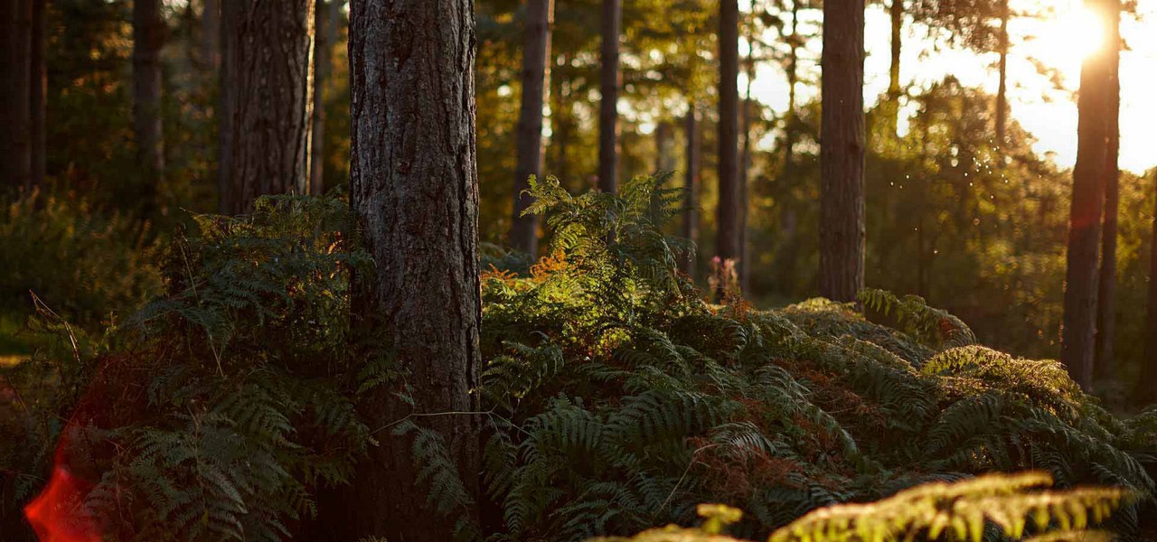 Sun shining through trees