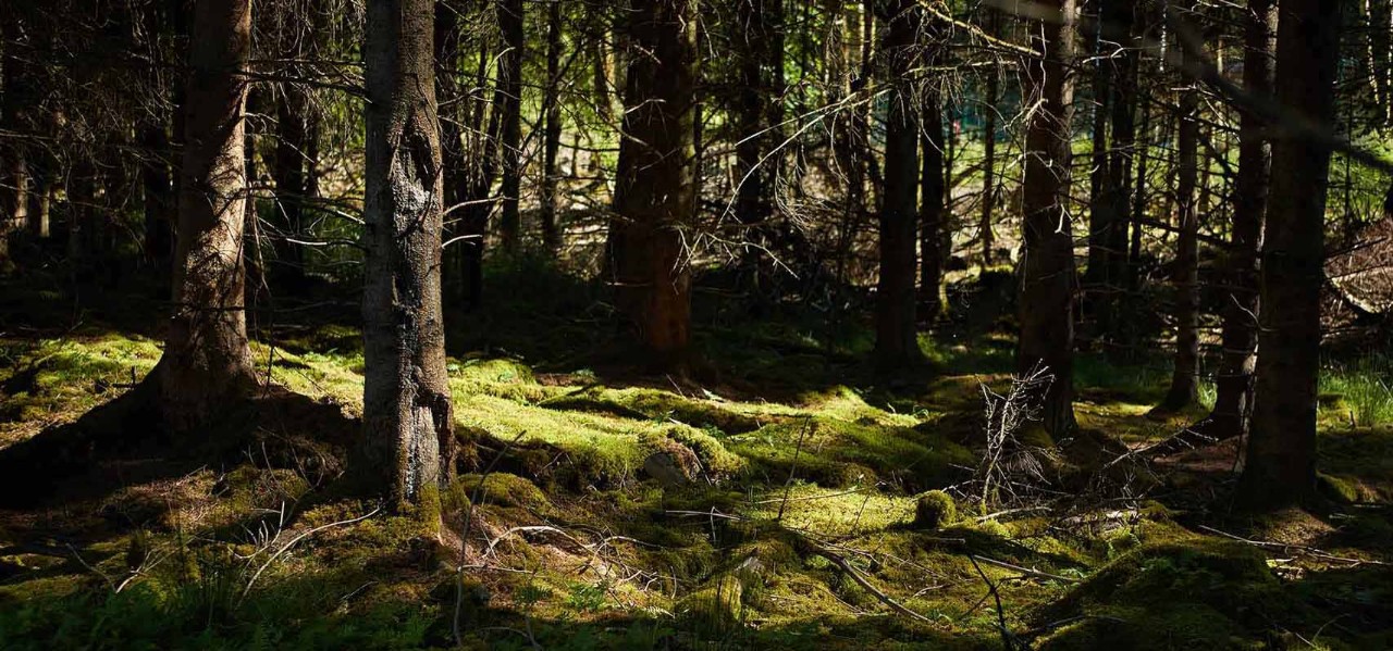 Image of forest floor and tree trunks with sun shining in 
