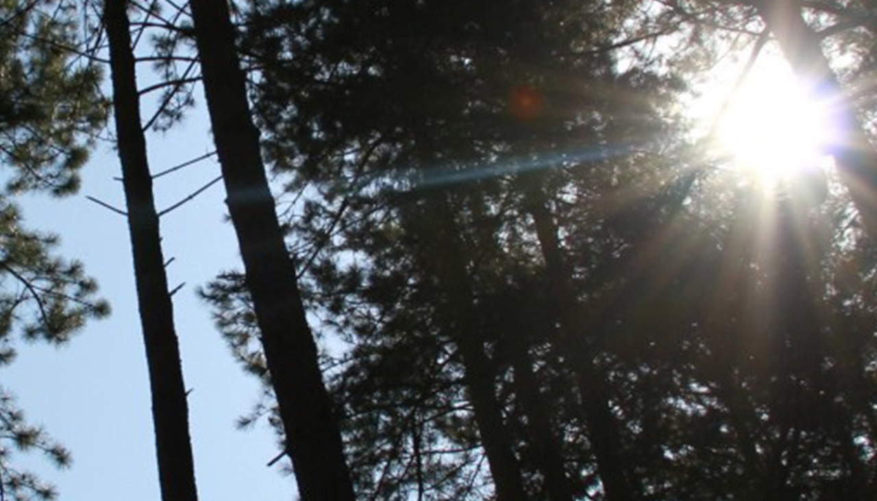 The sun shining through trees