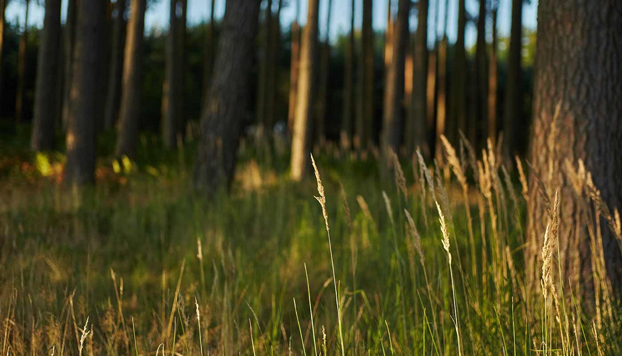 A close up of plants and tree trunks in the forest 
