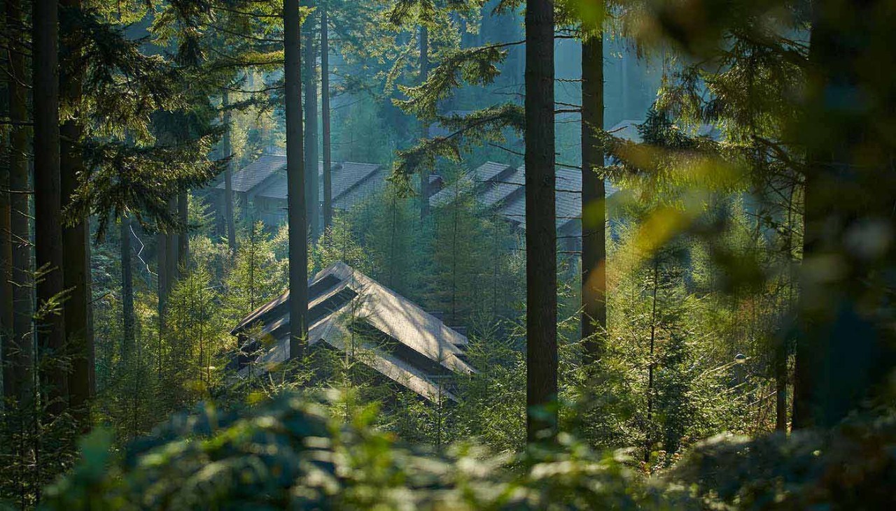 view of some lodge roofs through forest foliage and trees