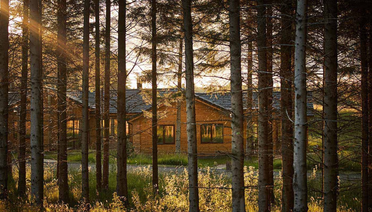 Forest image with lodges in the distance