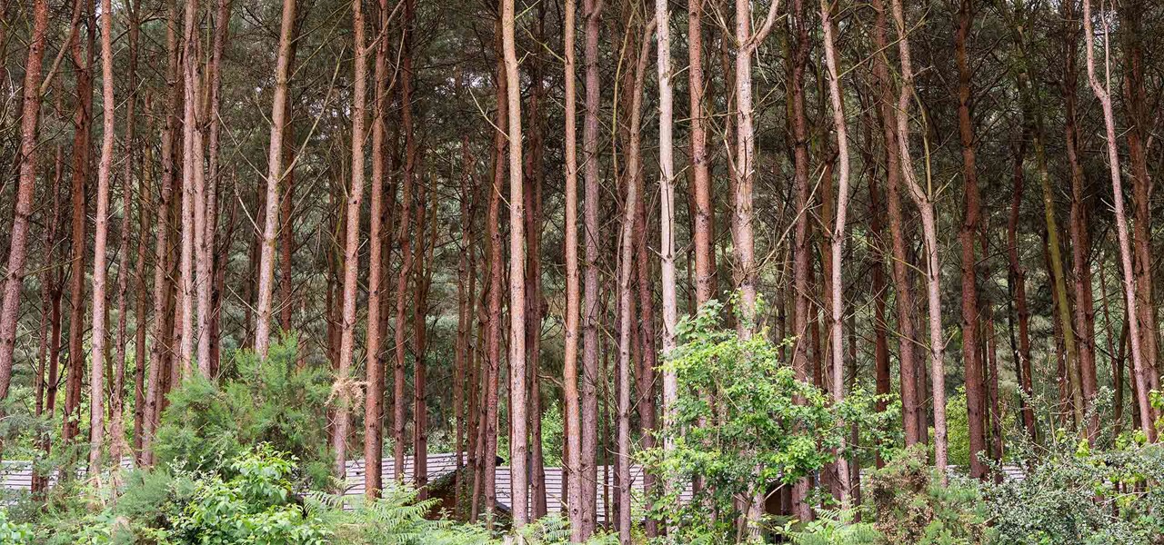 Woodland