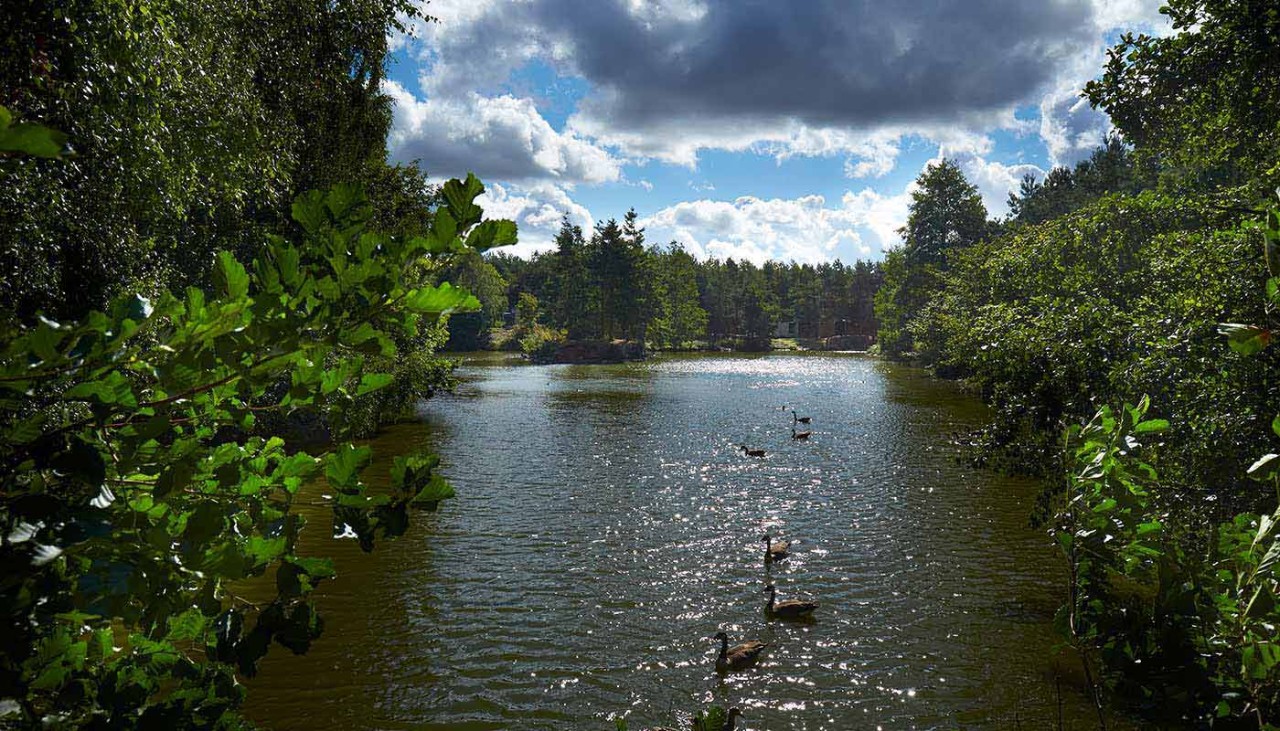 ducks on the lake at Sherwood Forest with trees surrounding