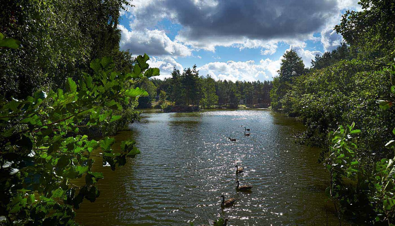 ducks on the lake at Sherwood Forest with trees surrounding