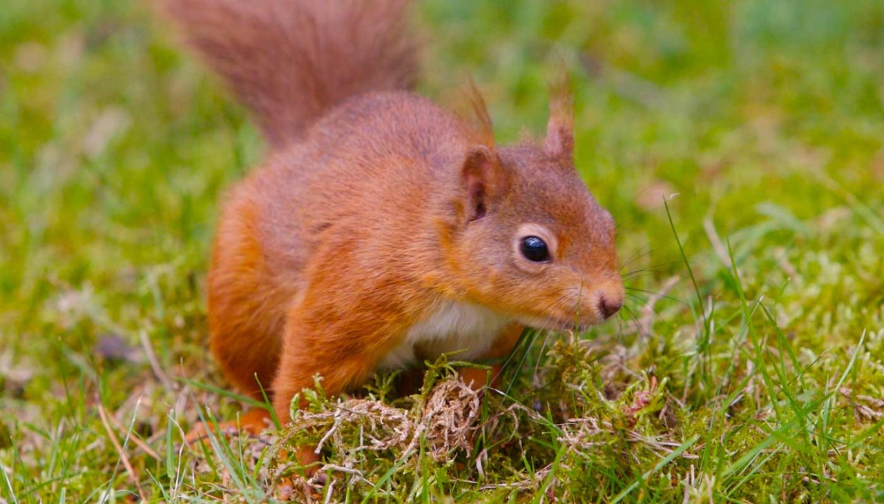 close up shot of a red squirrel sitting on some grass