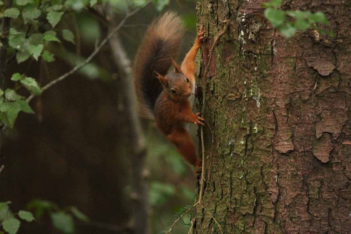 Red squirrel climbing a tree