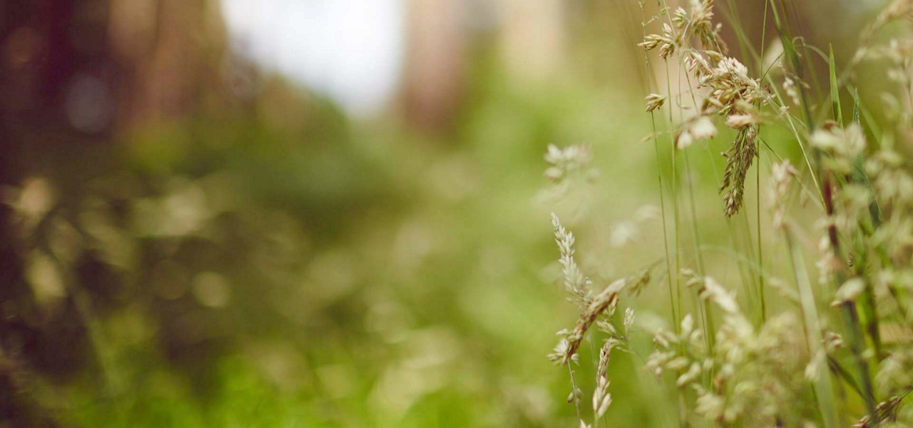 Meadow Grass