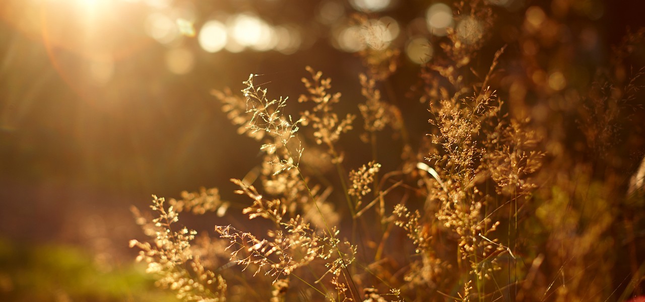 Sun shining onto meadow grass