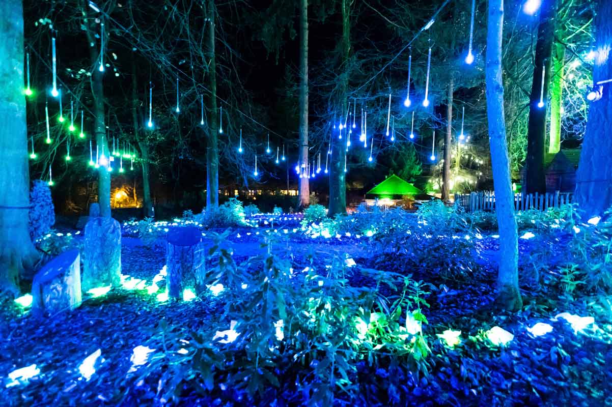 Enchanted forest lights in trees