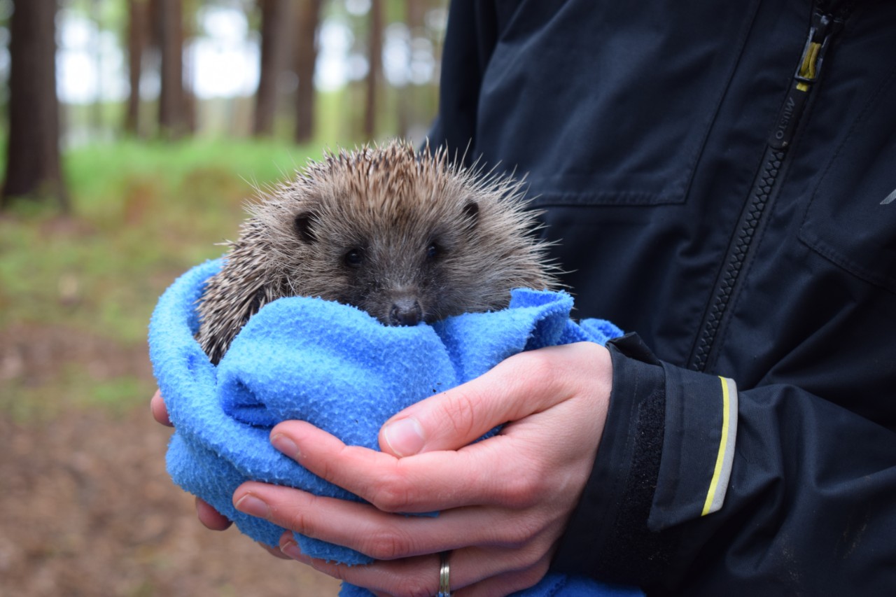 Close up shot of a staff member holding a hedgehog in a blanket