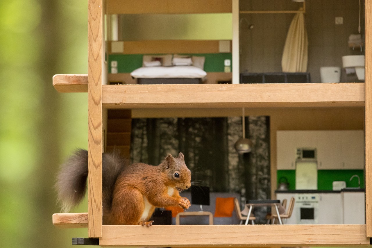 Red squirrel sat in a dolls house