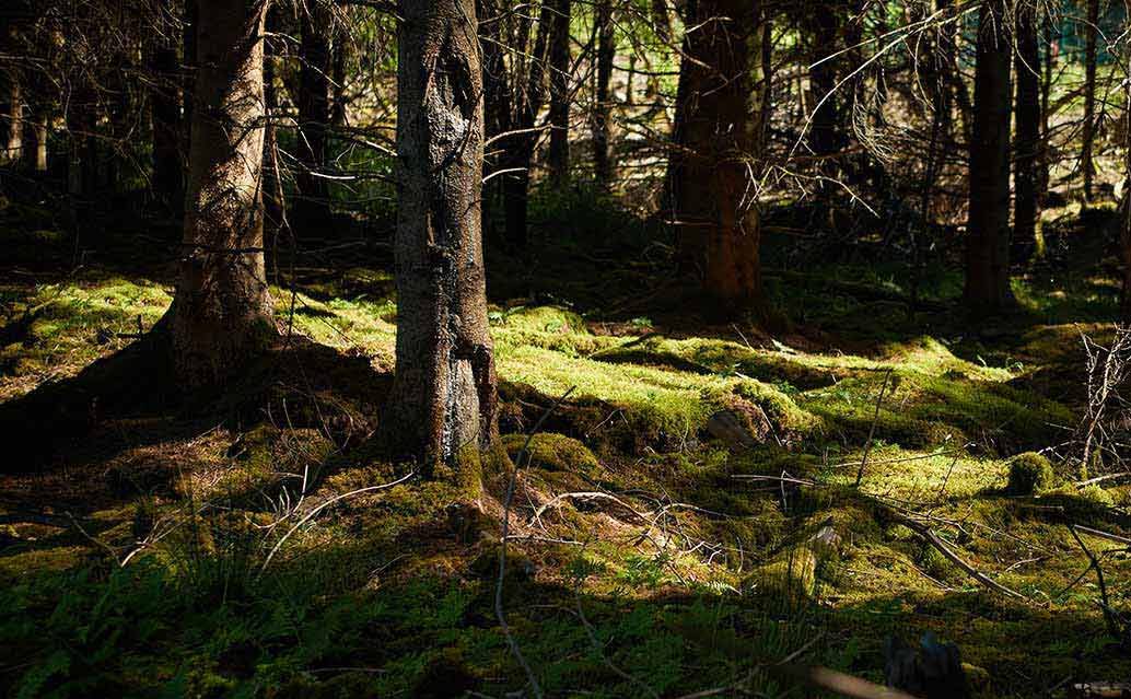 Image of forest floor and tree trunks