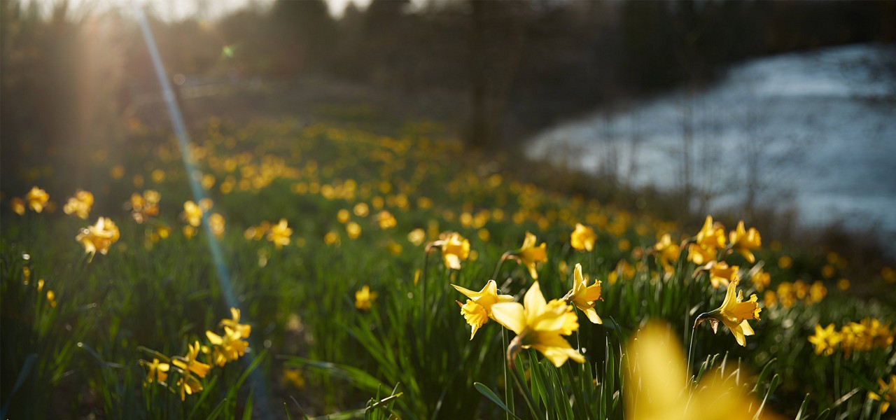 A field of daffodils.