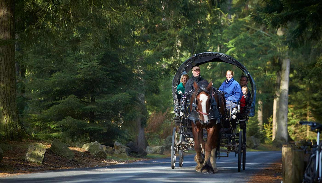 A family rides through the forest in a horse-drawn carriage