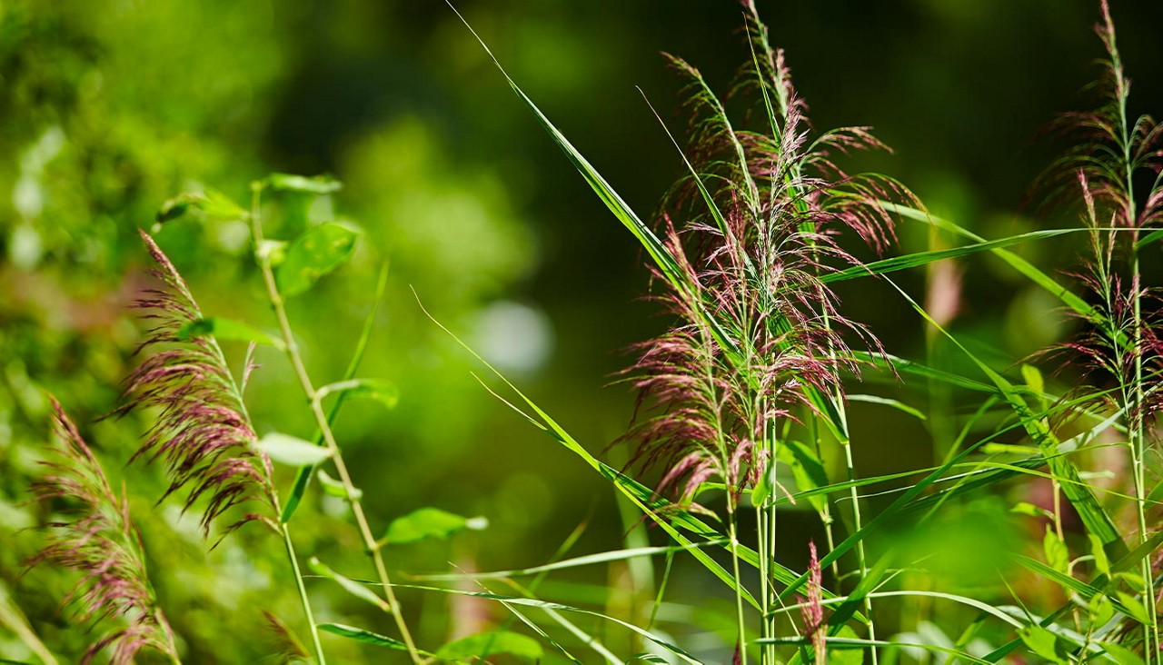 A close up of plants in the forest 